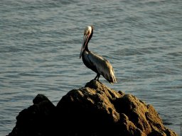 USA_Mexico2006-2007-061